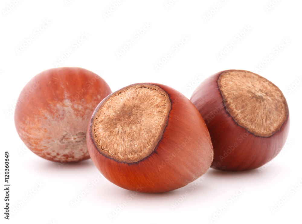 hazelnut or filbert nut isolated on white background cutout hazelnut or filbert nut isolated on white background cutout