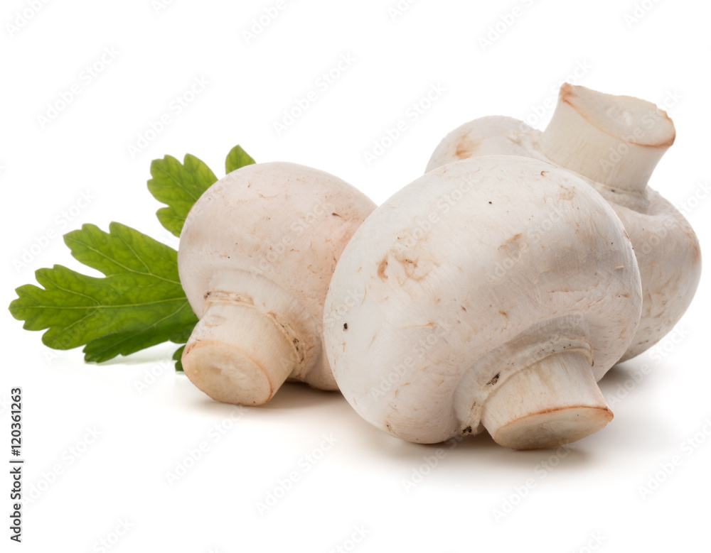 Champignon and parsley herb still life isolated on white backgro Champignon and parsley herb still life isolated on white backgro