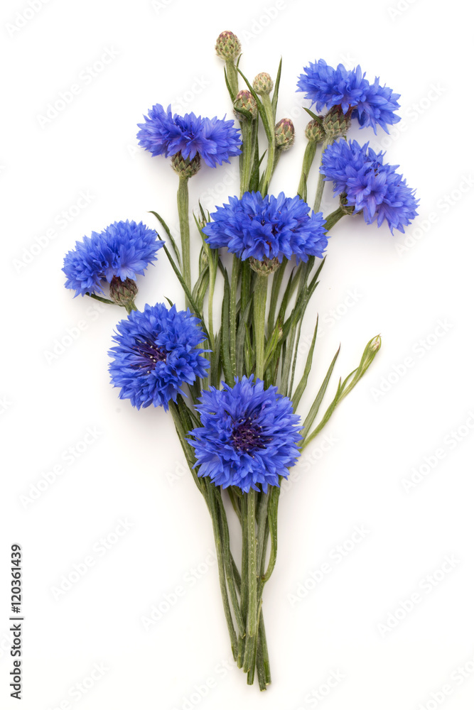 Fototapeta premium Blue Cornflower Herb or bachelor button flower bouquet isolated