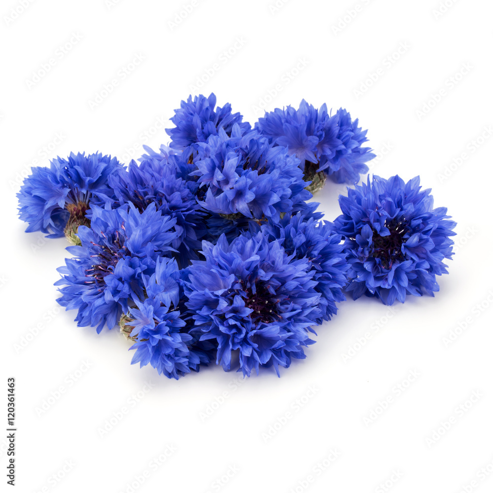 Blue Cornflower Herb or bachelor button flower heads isolated on Blue Cornflower Herb or bachelor button flower heads isolated on