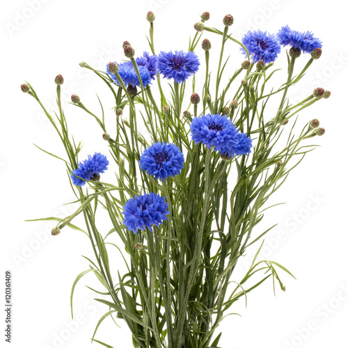 Blue Cornflower Herb or bachelor button flower bouquet isolated