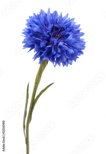 Blue Cornflower Herb or bachelor button flower head isolated on