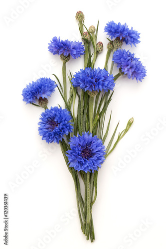 Blue Cornflower Herb or bachelor button flower bouquet isolated