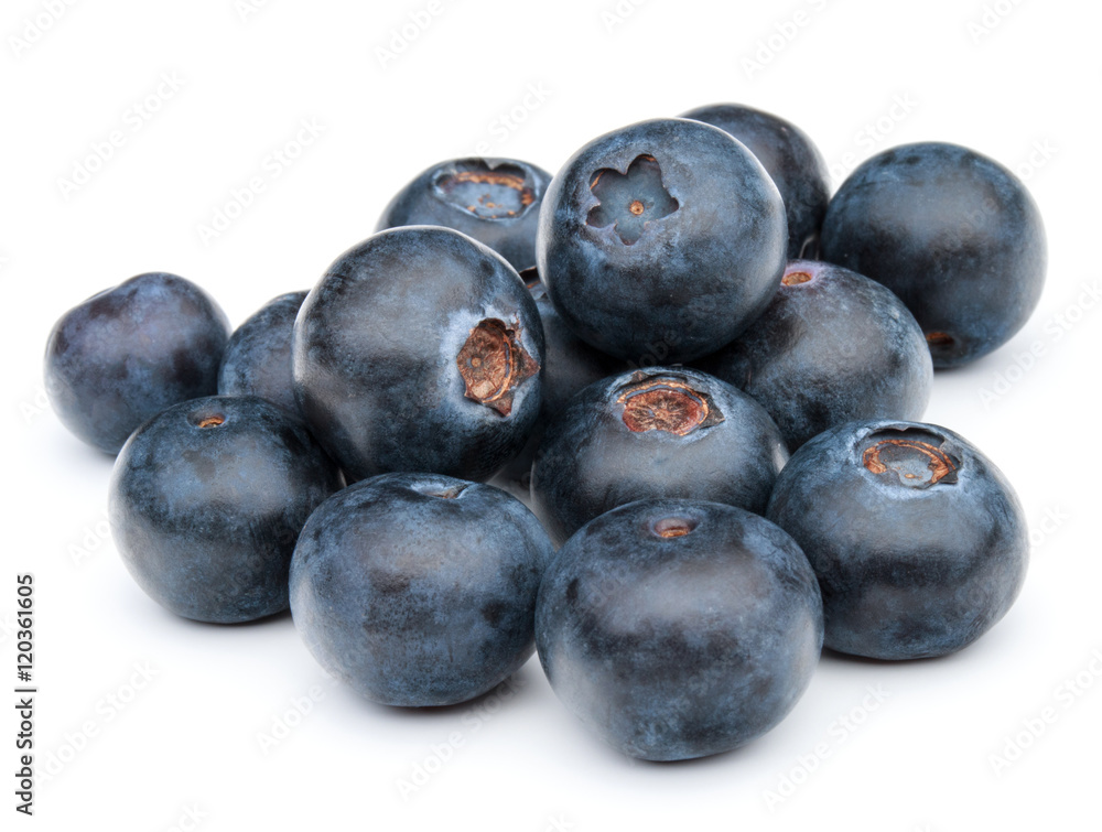 blueberry or bilberry or blackberry or blue whortleberry or huck blueberry or bilberry or blackberry or blue whortleberry or huck
