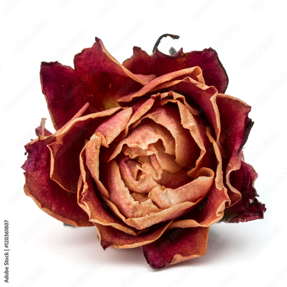Fototapeta premium dried rose flower head isolated on white background cutout