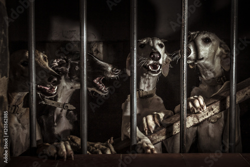 Perros de caza. Fondo de pantalla. Bodegón con perros tras la reja.