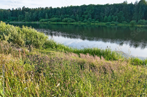 Long (Vinogradovsky) ponds in the North of Moscow. Summer landscape. Meadow grass on the waterfront
