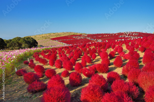 青空と紅葉したコキア