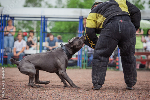 dog competition, police dog training, dogs sport