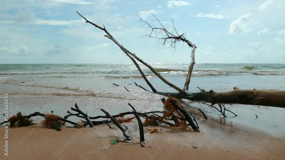 in rainy season big waves from the ocean destroy and kill pine trees.
Pine grew up naturally along the beach pine trees and a large trunk Hundreds of years old in rainy season big waves from the ocean destroy and kill pine trees.
Pine grew up naturally along the beach pine trees and a large trunk Hundreds of years old
