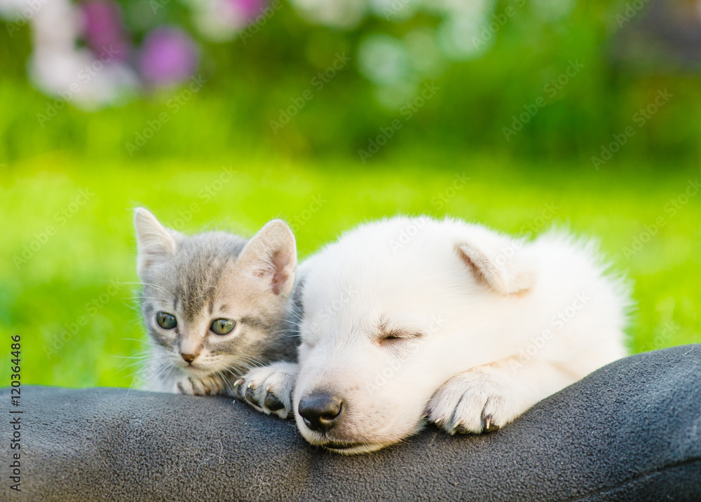 White Swiss Shepherd`s puppy and small kitten sleeping together White Swiss Shepherd`s puppy and small kitten sleeping together