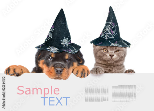 Fototapeta Naklejka Na Ścianę i Meble -  Cat and Dog with hats for halloween peeking from behind empty board. isolated on white