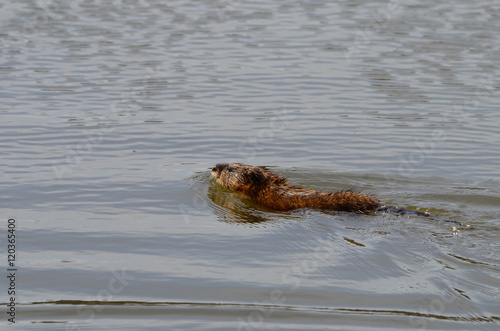 Beaver taking a swim © cypherlou