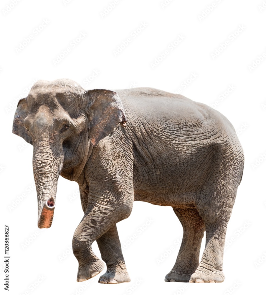 Fototapeta premium An elephant isolated on white background