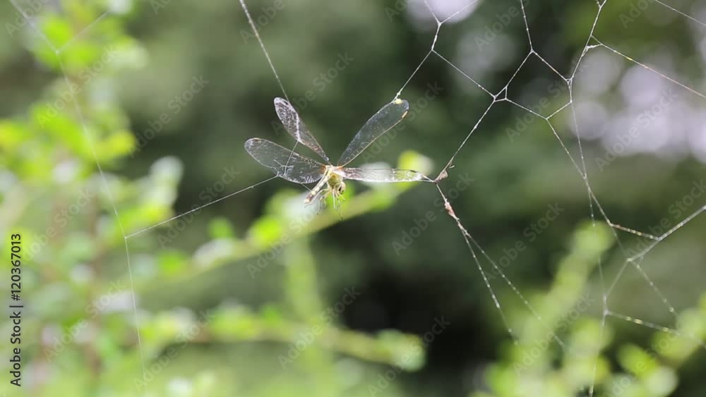 Dragonfly flying mount spider web Dragonfly flying mount spider web