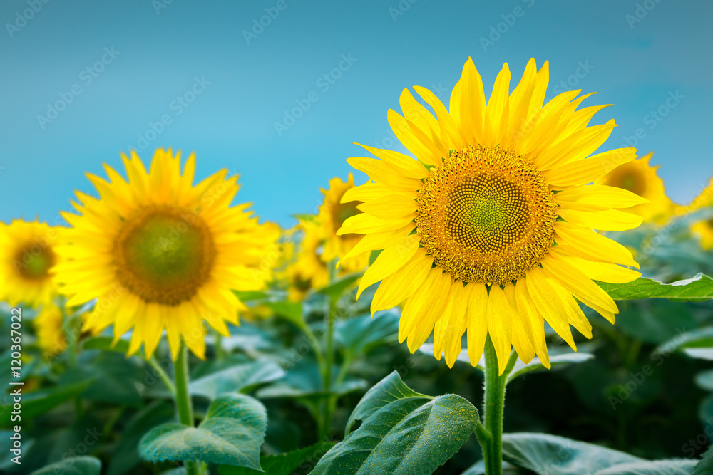 Large sunflower in focus against blue sky Large sunflower in focus against blue sky