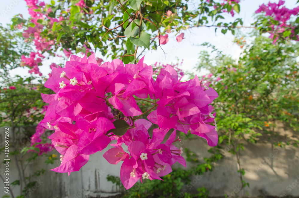 Pink Bougainvillea glabra Choisy flower with leaves. Beautiful P