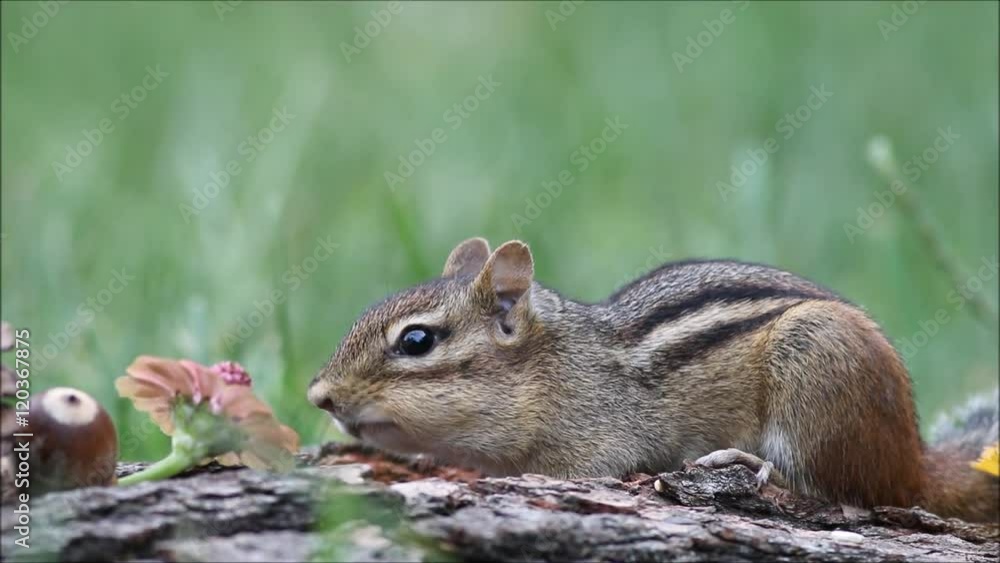 Cute and adorable Eastern Chipmunk digs deep to gather nuts and seeds in early autumn Cute and adorable Eastern Chipmunk digs deep to gather nuts and seeds in early autumn
