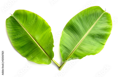 Banana leaf isolated on white background.