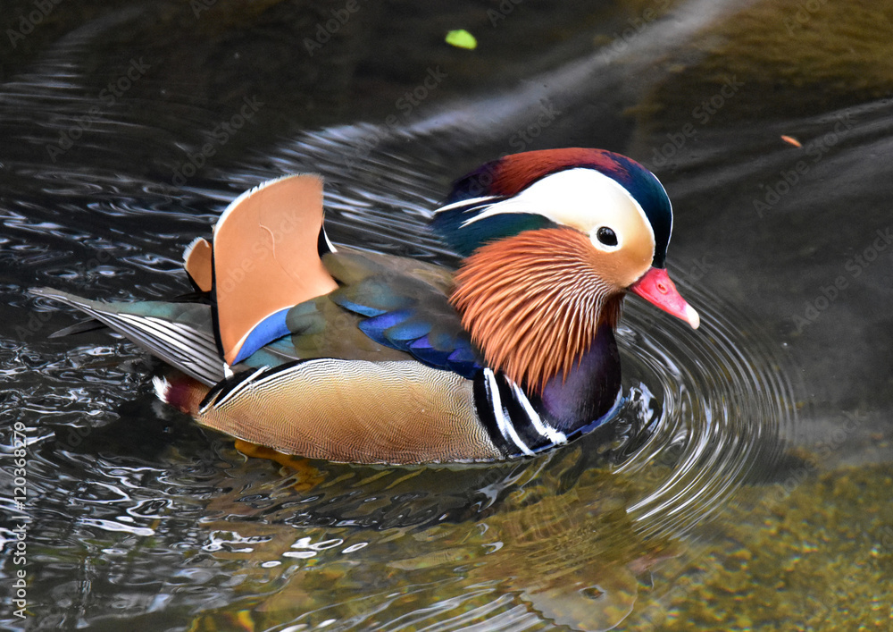 50 Best 綺麗な鳥 Images Stock Photos Vectors Adobe Stock 50 Best 綺麗な鳥 Images Stock Photos Vectors Adobe Stock
