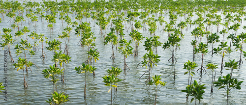 Foto nursery mangrove forest in Thailand