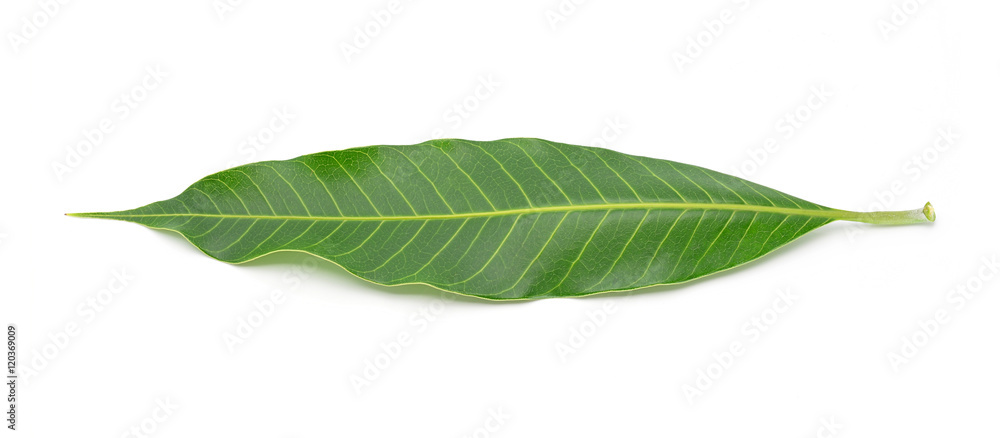 Obraz premium Green mango leaf on a white