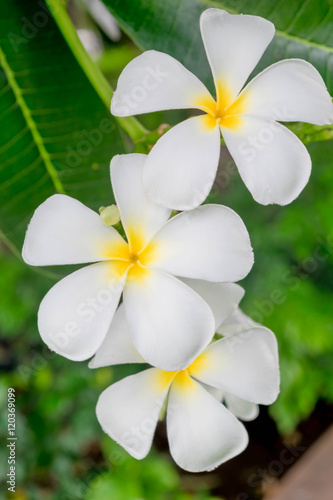 White plumeria flowers