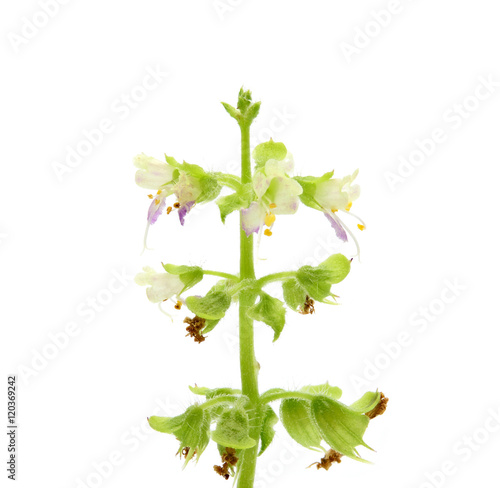 closeup of basil flower on white