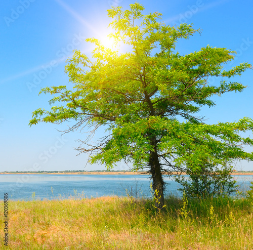 onely tree on the shore of the Gulf © alinamd