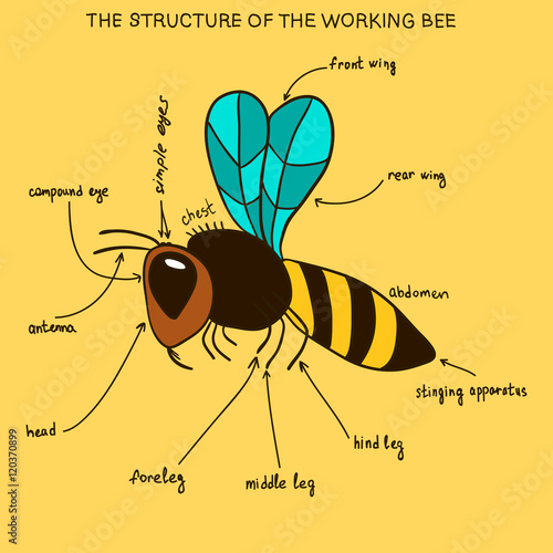 The structure of the working bee (doodle)