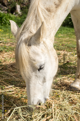 Portrait of a white horse feeding photo