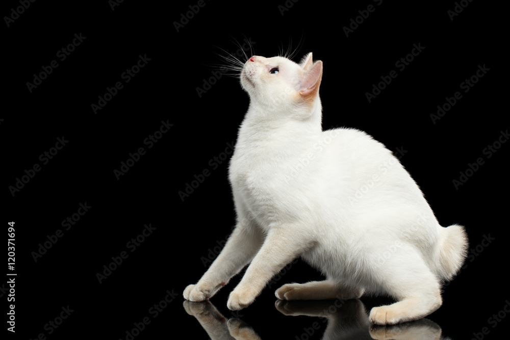 Curious Cat of Breed Mekong Bobtail without tail, Sits, Looking up and want to jump, Isolated Black Background, Color-point White Fur