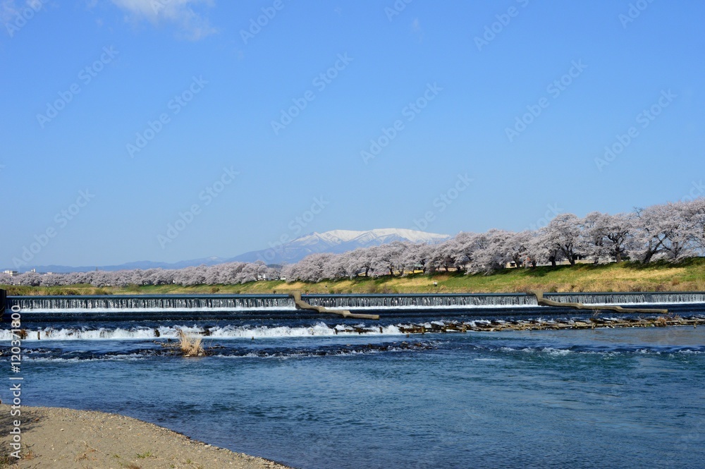 桜並木と蔵王連峰 桜並木と蔵王連峰