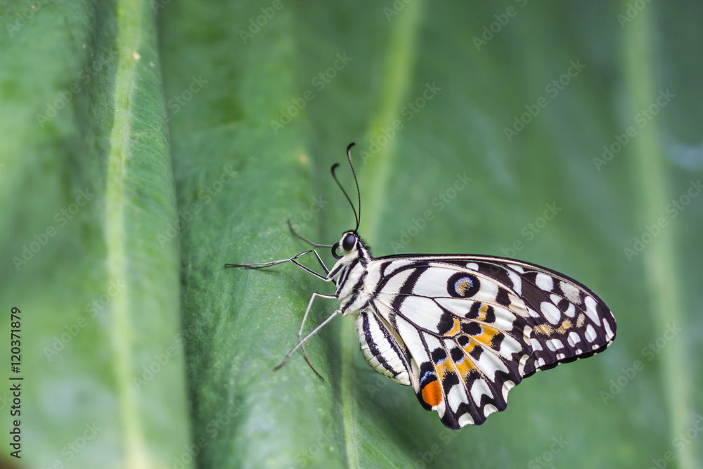 Fototapeta premium Lime Butterfly (Papilio demoleus malayanus) on green leaf