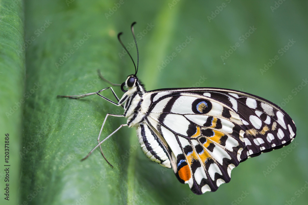 Fototapeta premium Lime Butterfly (Papilio demoleus malayanus) on green leaf