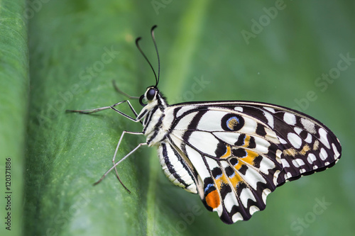 Lime Butterfly (Papilio demoleus malayanus) on green leaf © nawin