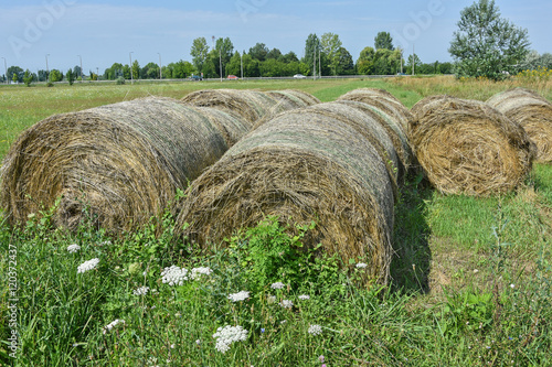 Straw bales on the meadow