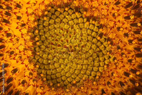close up of sunflower pollen. selective focus abstract background