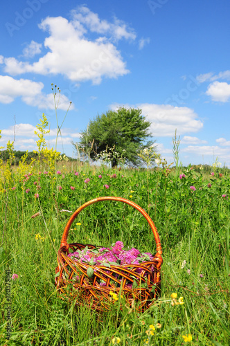 Trifolium pratense, the red clover flowers. Red clover is commonly used to make a sweet-tasting herbal tea. It is an ingredient in some recipes for essiac tea, herbal tea. Gather Herbs photo