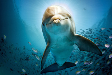 Fototapete Unterwasser Delfin am Korallenriff unter Wasser  © Andrea Izzotti