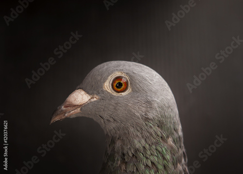 close up head shot and beautiful eye of speed racing pigeon