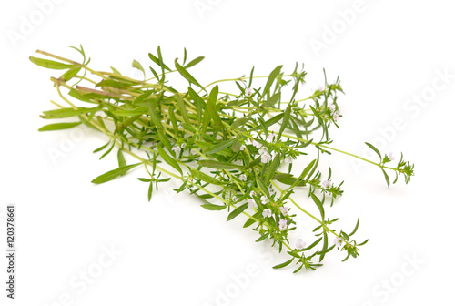 Summer savory isolated