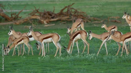 Herd of springbok antelopes (Antidorcas marsupialis) feeding, Kalahari, South Africa