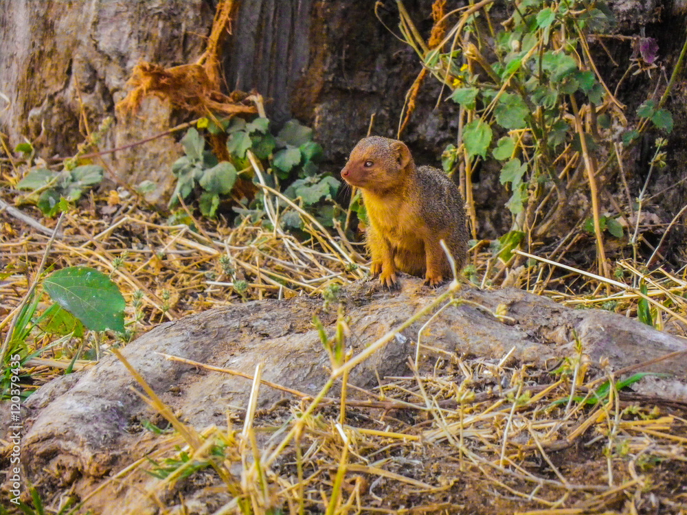 Beautiful marmot in the savanne of Africa Beautiful marmot in the savanne of Africa