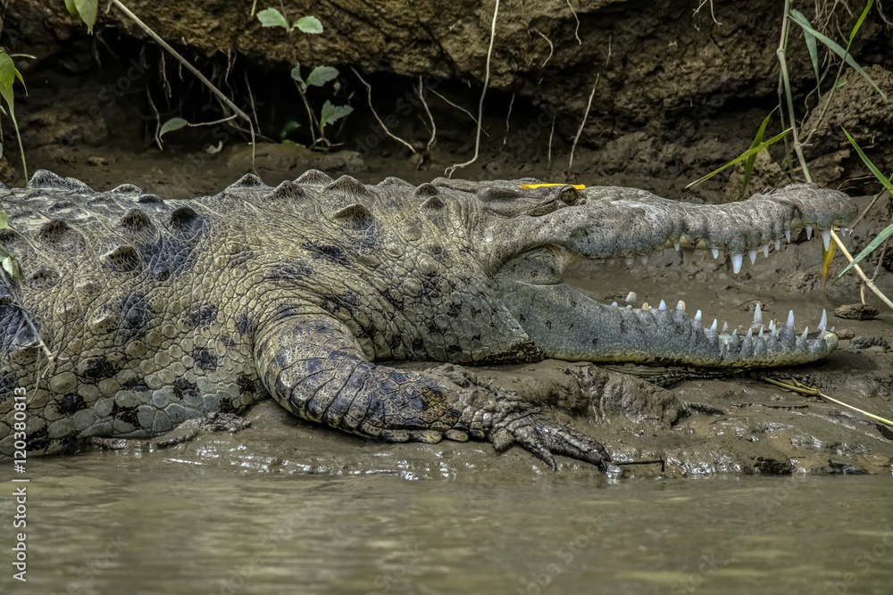 Obraz premium Crocodile