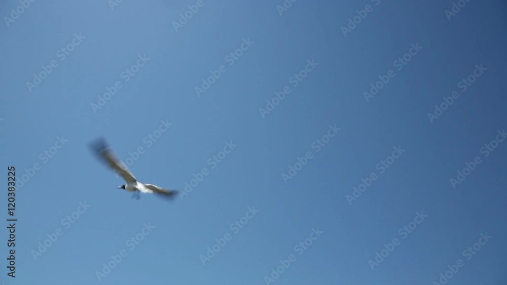 laughing gulls flying in clear blue sky laughing gulls flying in clear blue sky