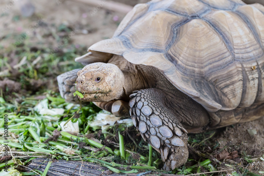 Obraz premium Large tortoise eating vegetables