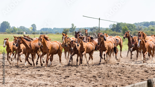 herd of hungarian horses