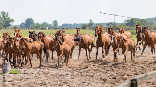 herd of hungarian horses 2