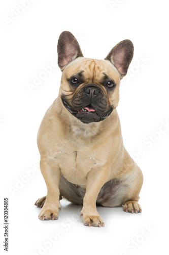 Beautiful french bulldog dog © svetography